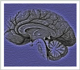 Brain Graphic