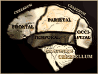 Brain Diagram - Post concussion syndrome