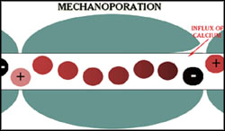 Mechanoporation - Delayed effects after TBI