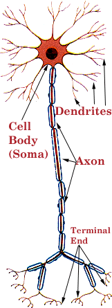 Axon - Part of Structure of Neuron